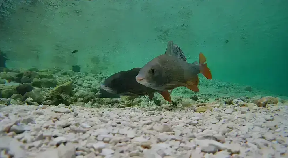 Zwei Fische, genauer Nasen, wurden mit einer Unterwasserkamera aufgenommen.