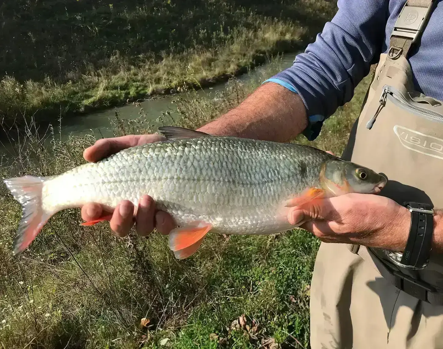 Das Fischmonitoring der bei der Fischwanderhilfe Greifenstein zeigt erste Erfolge. Ein Donau-typischer Fisch wird in die Kamera gehalten.